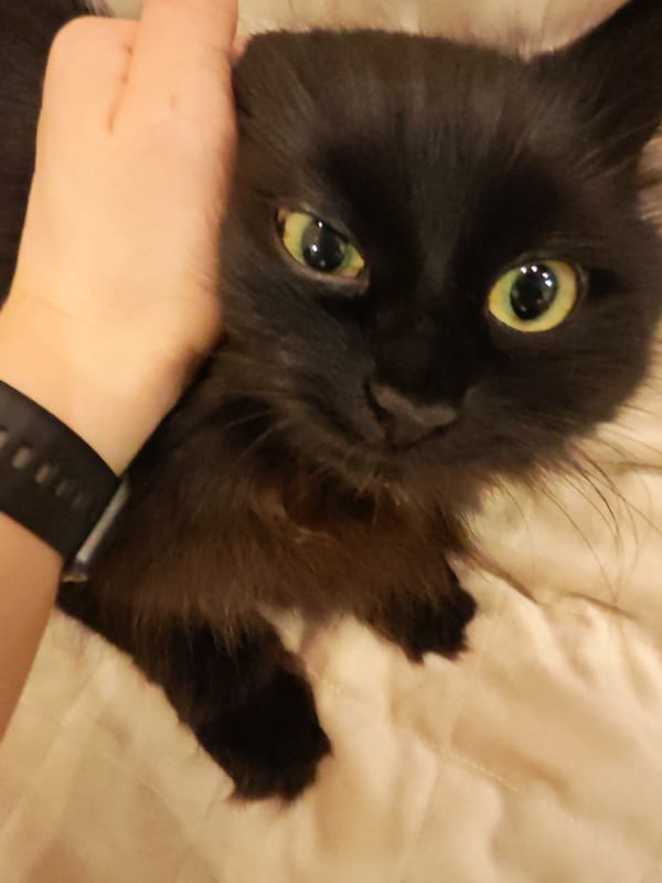 Black cats observe language study session in Russian home