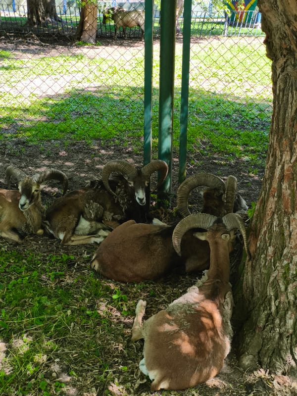 Ternopil lake, parkland waterways, and resting mouflons on a summer afternoon