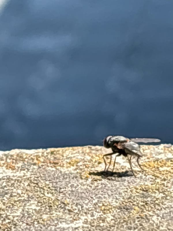 Fly spotted on wall in Zdravets, Bulgaria