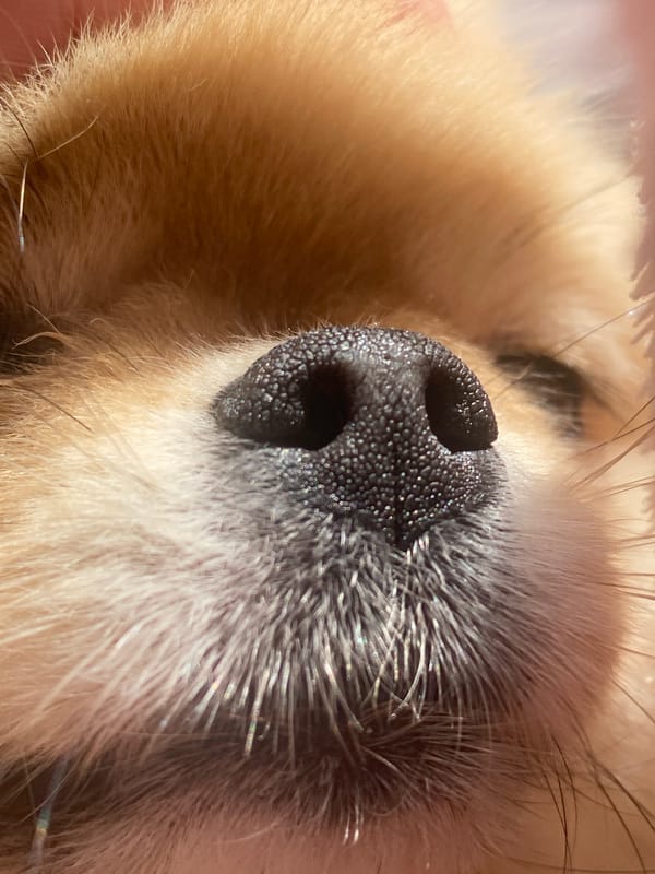 Fluffy dog photographed in close-up detail at morning hour