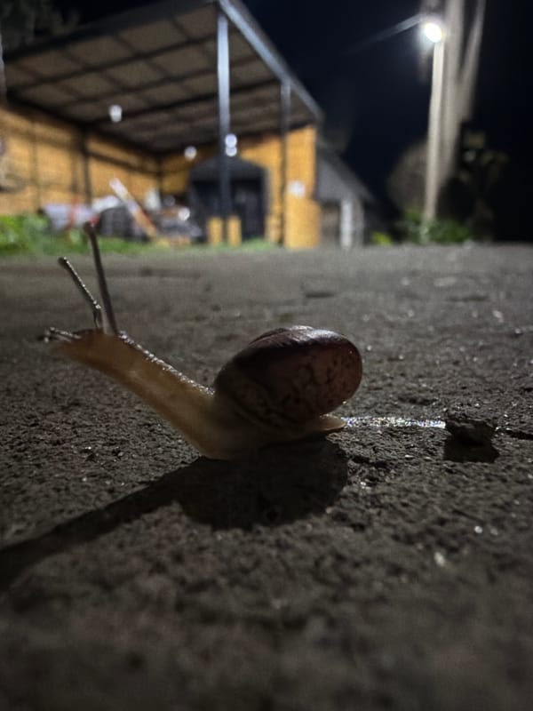 Snails and earthworm spotted on concrete in Russian villages