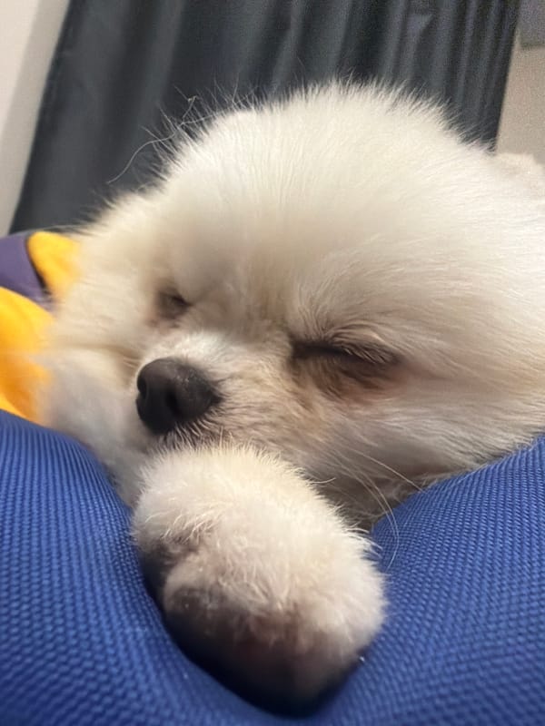 Pomeranian naps and lounges across an afternoon at home