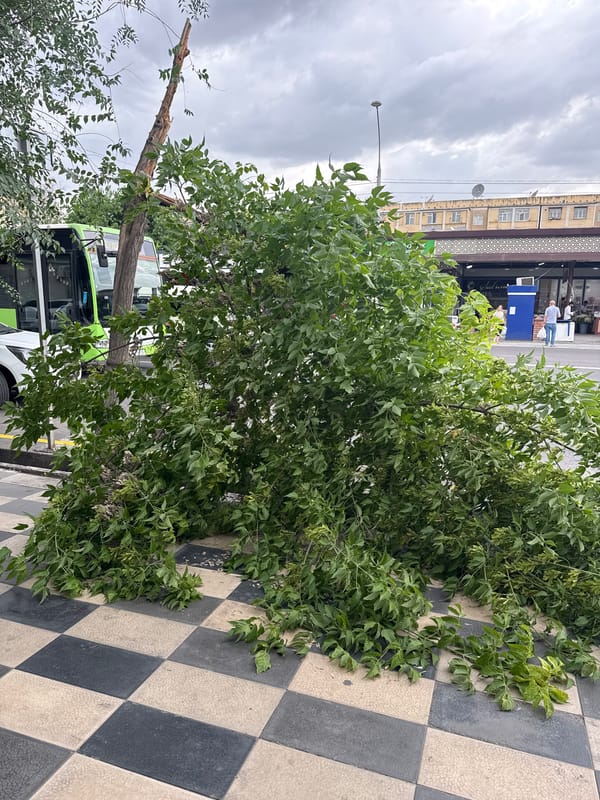 Tree falls across street in Tashkent during overcast conditions