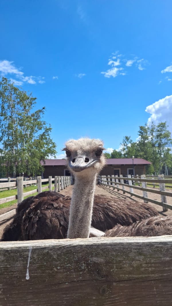 Ostriches, donkeys, and log buildings at a Peterhof farm attraction
