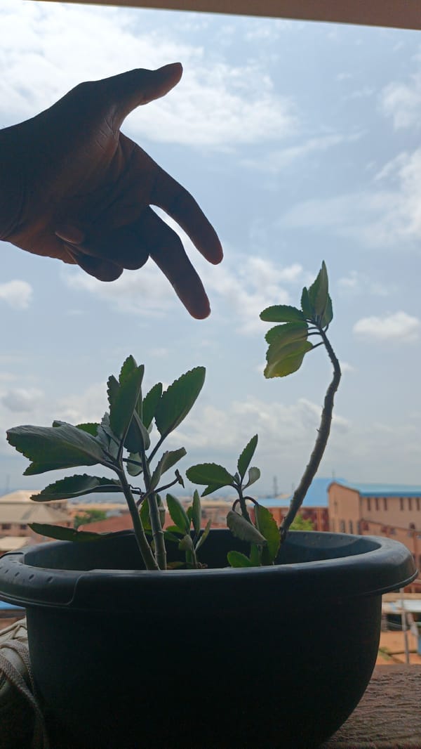 Ordinary moments captured in Onitsha: plant tending, children walking