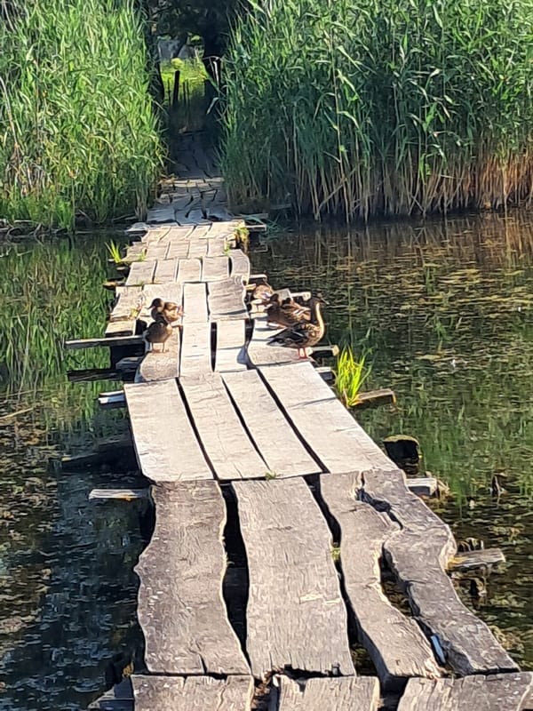Ducks on a quiet reed-lined lake in rural Ukraine