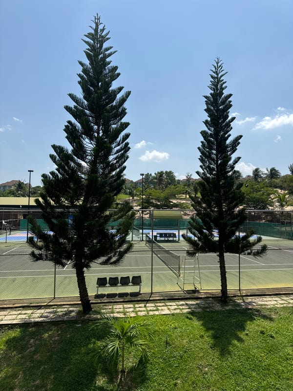 Tennis court and pine trees in Phu Thuy, morning light