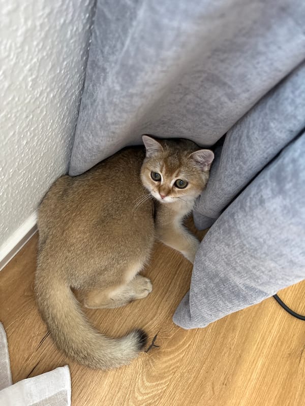 Kittens at home and cats outside in Bönnigheim