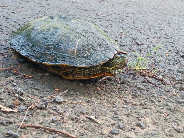 Turtle spotted on pavement in Clarksville