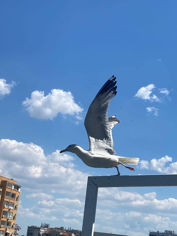 Seagull on a metal structure, Burgas coast