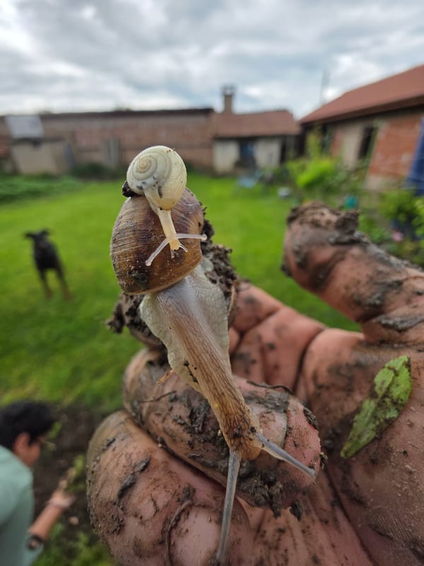 Rural moments captured in Staroseltsi: snails and dog observed