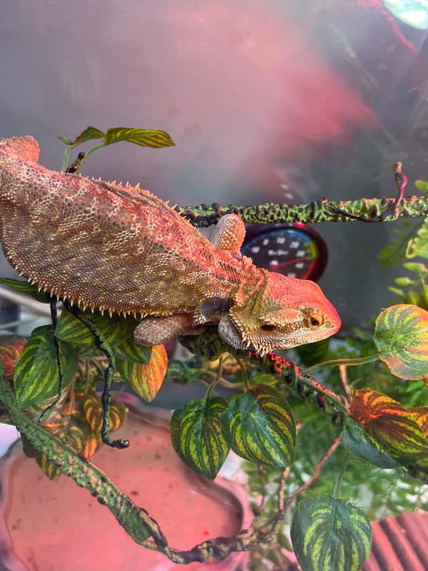 Tattooed person handles bearded dragon in Stara Zagora terrarium