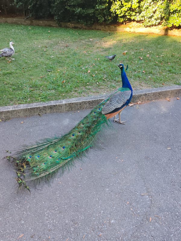 Peacock and roosters at large in Porto's Palácio de Cristal gardens