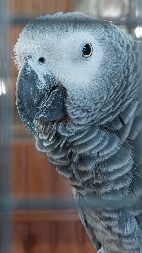 Up-close tour through a zoo's birds, reptiles, and mammals