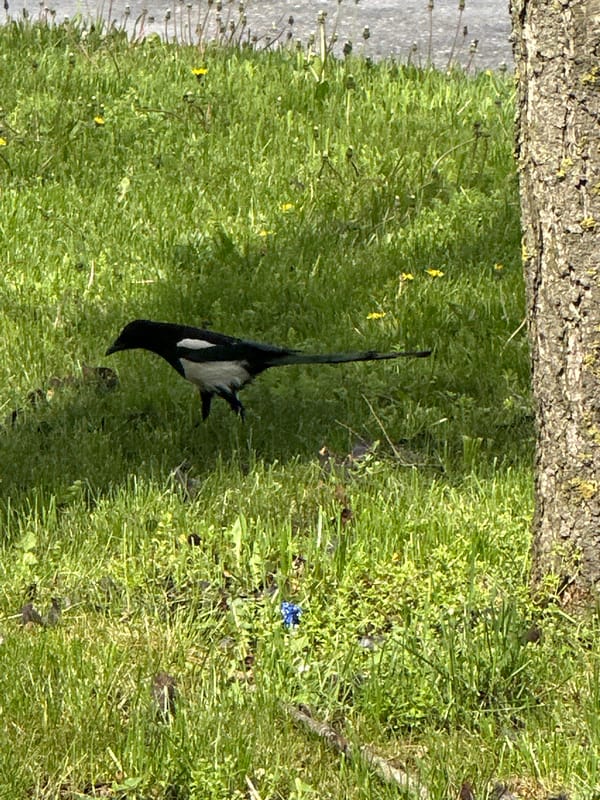 Spring wildlife and urban scenes observed in Stavropol, Russia
