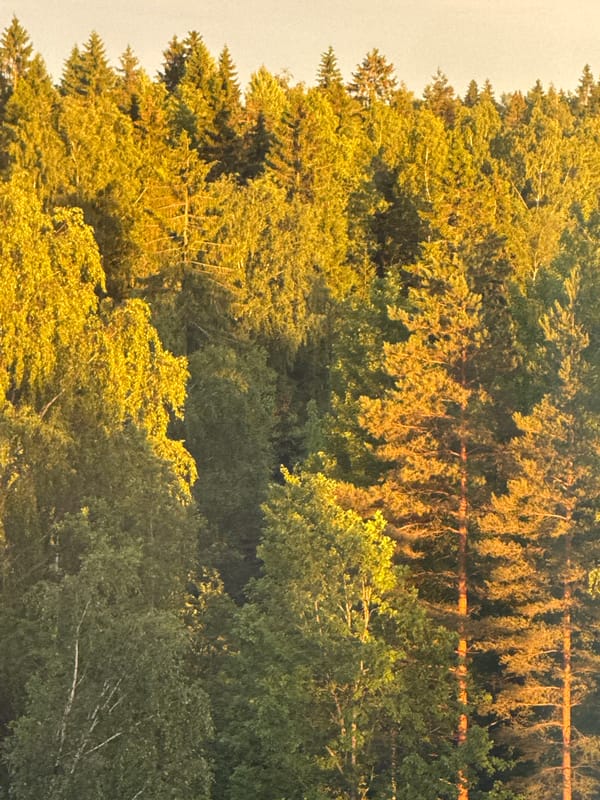 Sunset at a forest-edged apartment complex, early evening