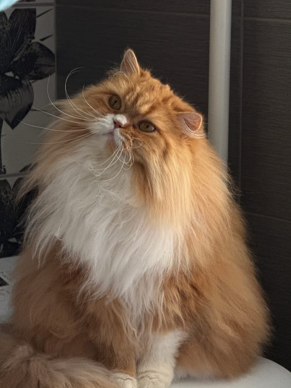 Orange cat with green eyes spotted in Krasnoyarsk