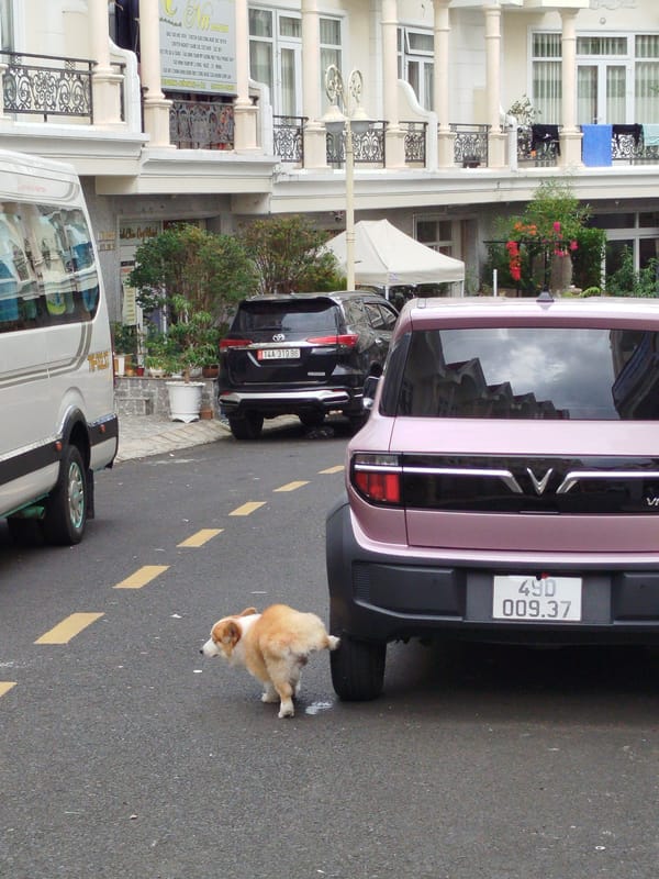 Corgi spotted roaming Da Lat streets in early morning hours