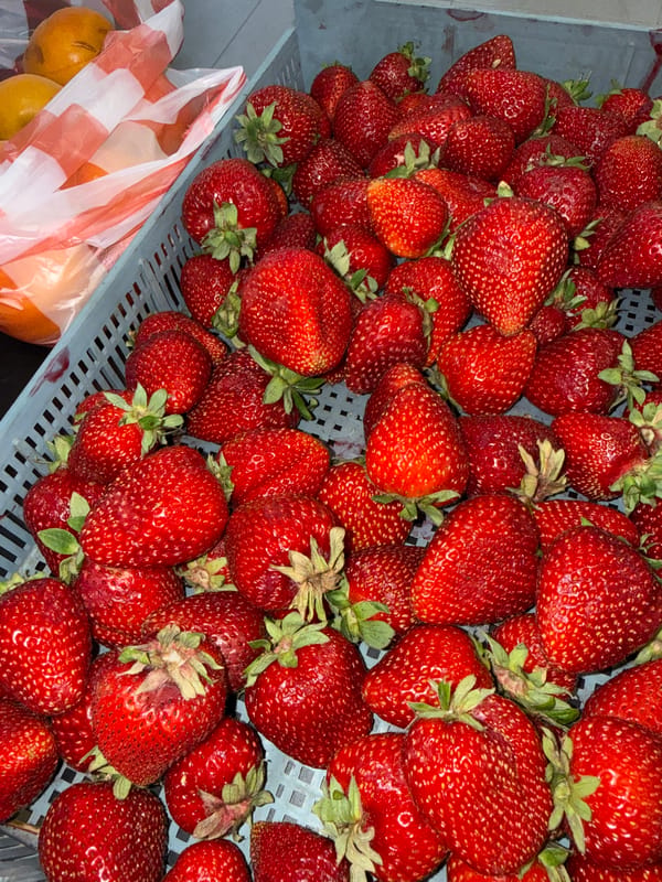 Freshly harvested strawberries in crates, Trud, Bulgaria