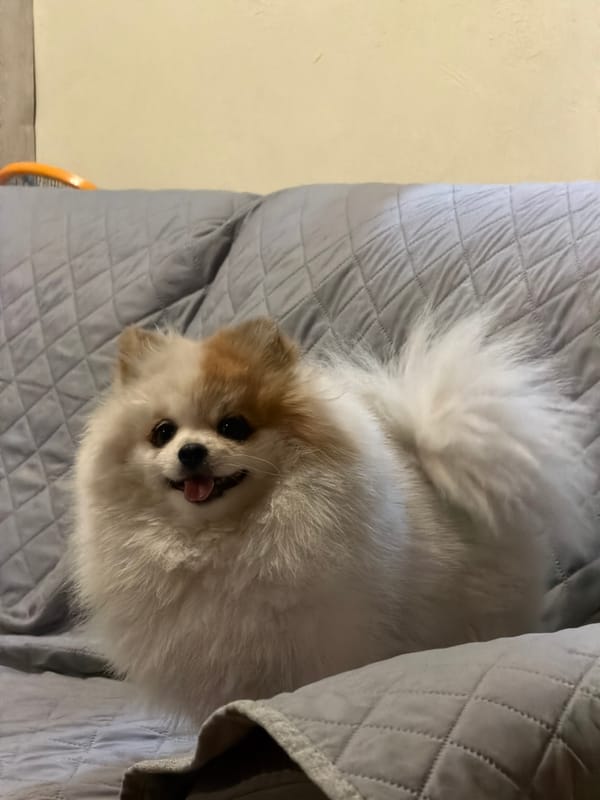 Pomeranian dogs rest and play on couch in Cuautla