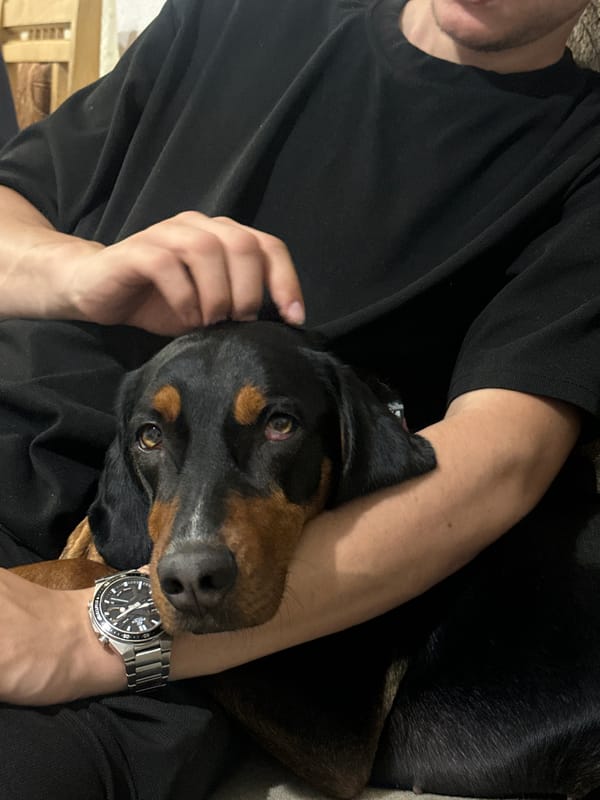 Dogs and puppies rest peacefully in Bulgarian home