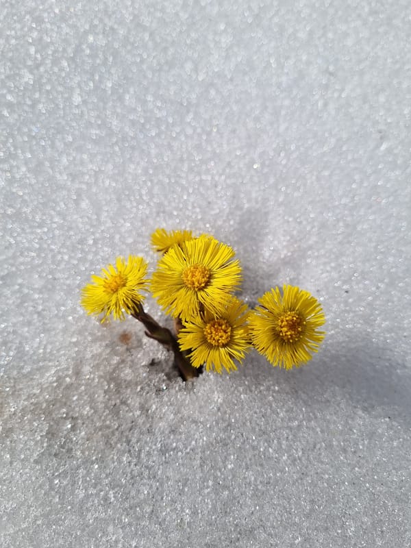 Early spring coltsfoot flowers bloom near Kemul, Russia