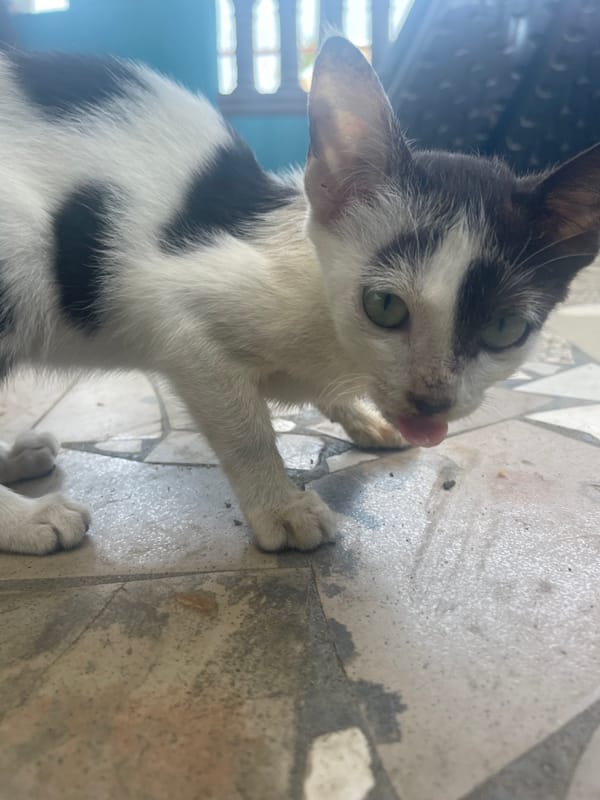 Kitten plays and interacts with residents in Badagry, Nigeria