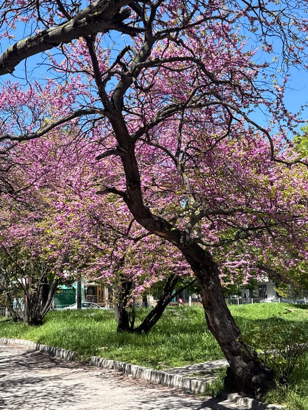 Spring blooms frame quiet street scene in Varna