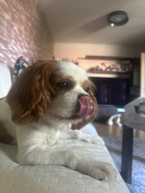 Dog on the couch, orchids on the sill — a Plovdiv home