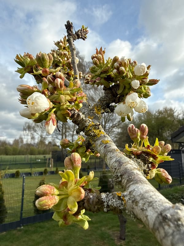 Spring morning activities documented in Junglinster, Luxembourg