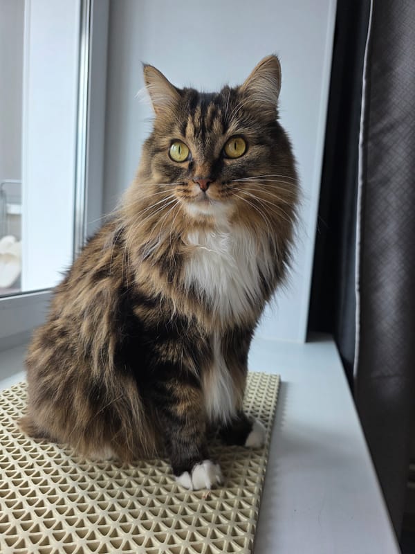 Tabby cat on a windowsill, taking treats and posing