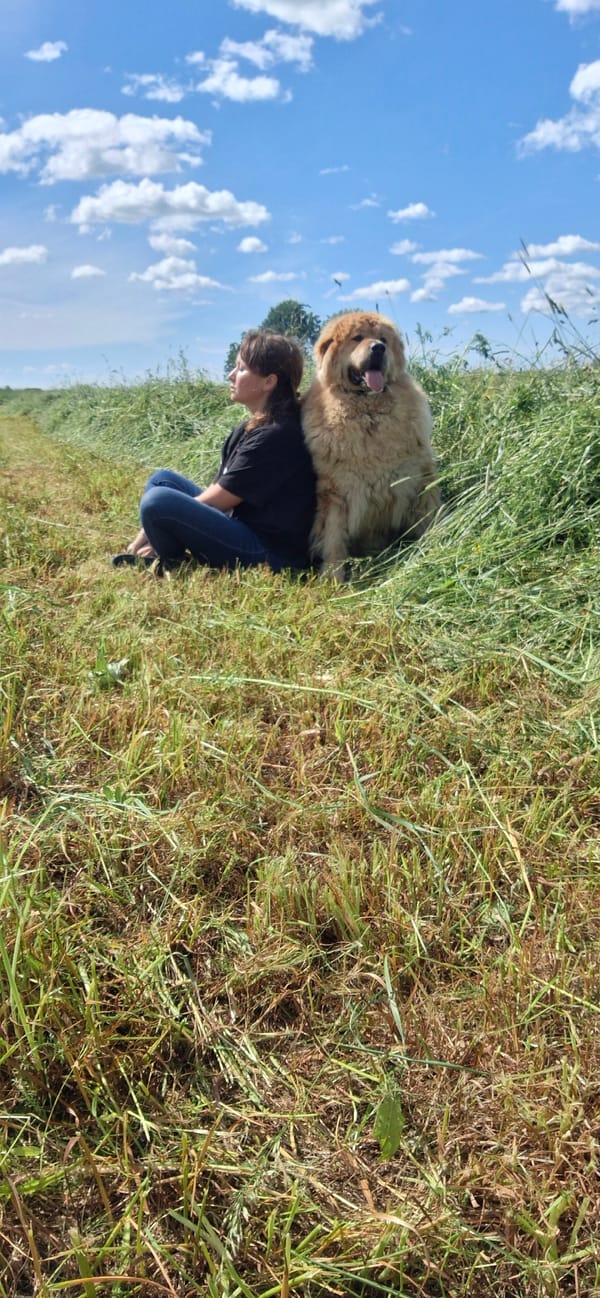 Lazy summer afternoon in a Russian field with a fluffy dog