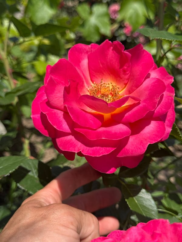 A sunny morning in a yard — roses, farm animals, and kids