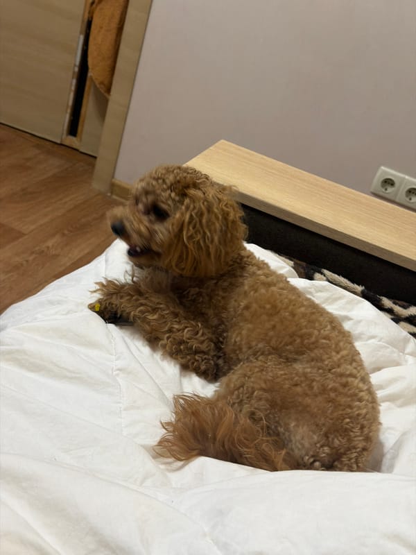 Cozy Kyiv apartment evening with a poodle and news on TV