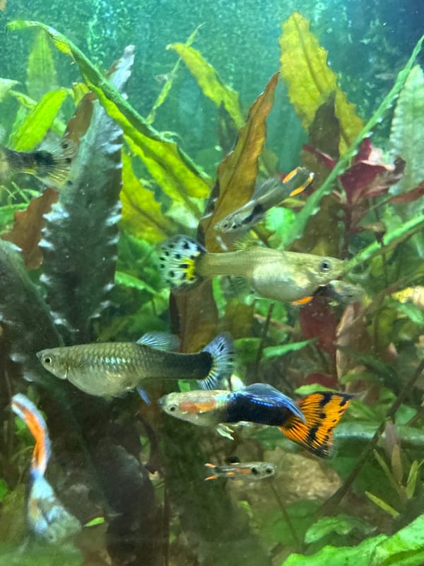 Guppies, a cat, and a sunlit aquarium in a Rovaniemi home