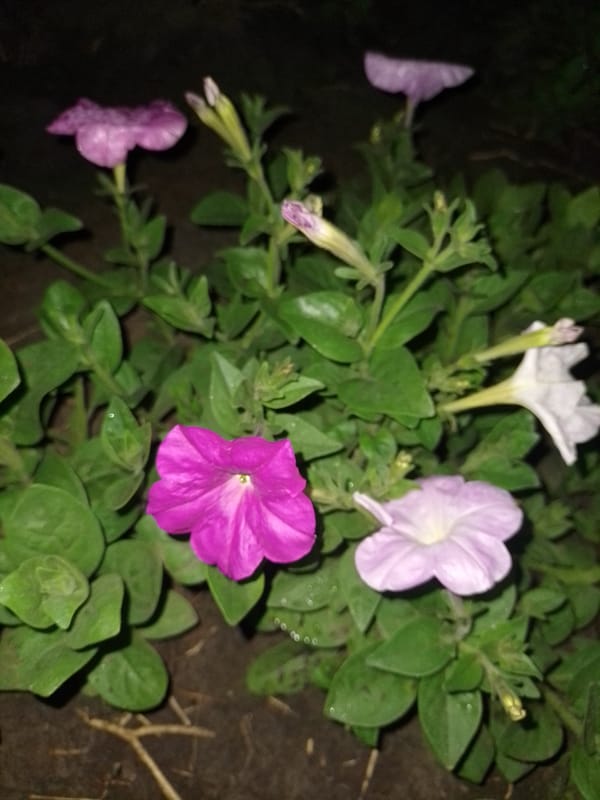 Evening wildlife and domestic animal activity documented in Ukrainian town