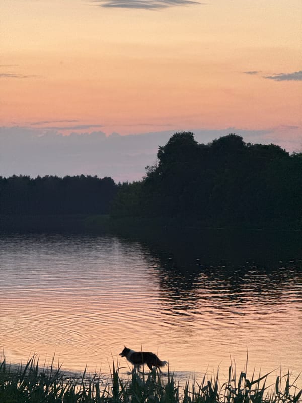 Dog wading at sunset on the Gauja River, Carnikava
