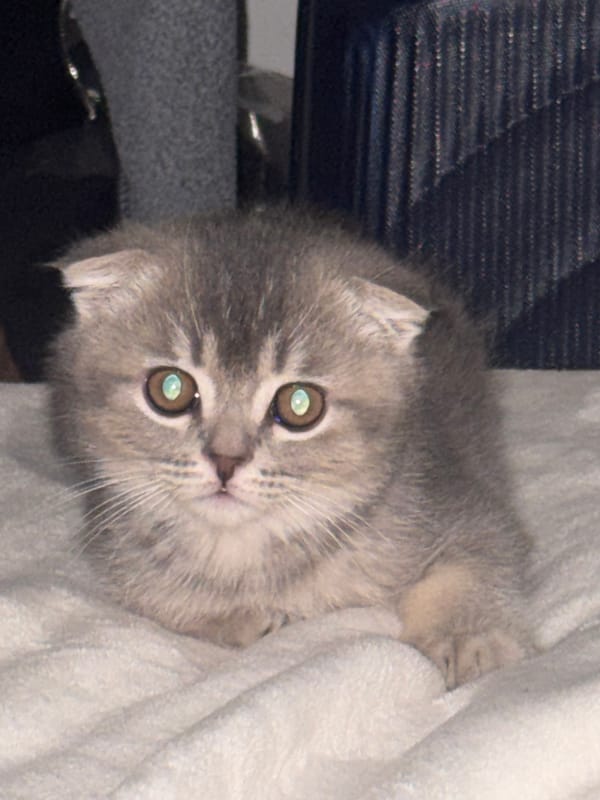 Scottish Fold kitten photographed resting on blanket in Strasbourg