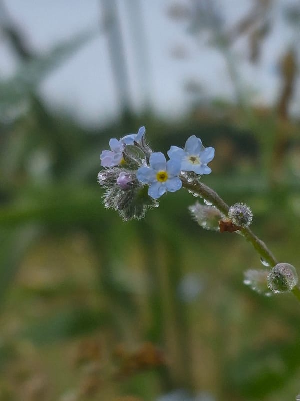 Dew-soaked wildflowers and moody forest edges in rural Estonia