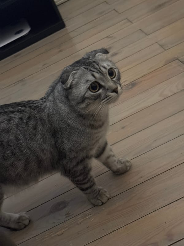 Cat watches soccer match on TV in Perm home