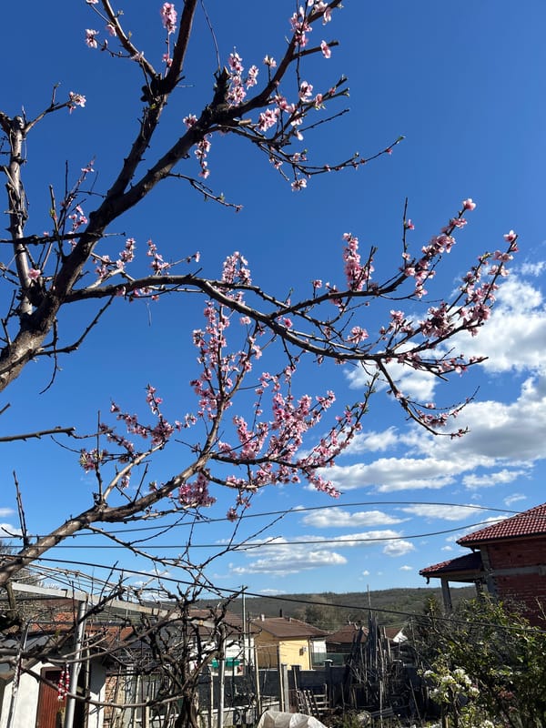 Spring scenes documented in Bulgarian village include blossoms, stonework