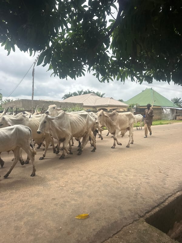 Morning street life across Akwanga, Nigeria — markets, cattle, and schoolyards