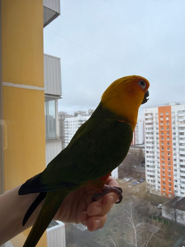 Sun conure perches on hand in Khimki home