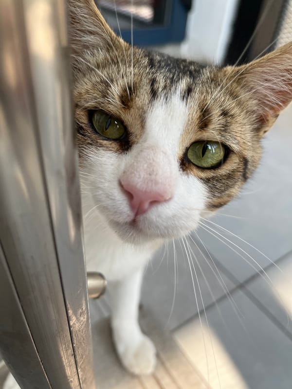 Green-eyed tabby cat photographed up close in Shumen