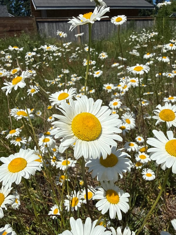 Daisy field blooms under blue skies in Graham