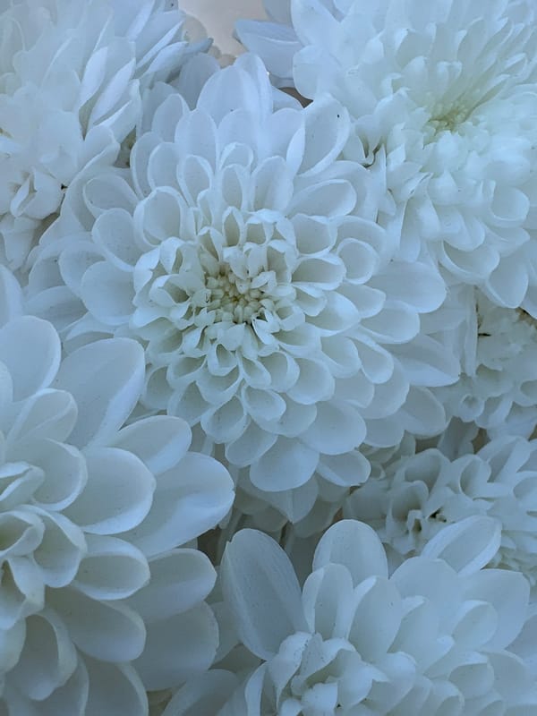 Summer skies, flowers, and a casual Russian seasonal greeting
