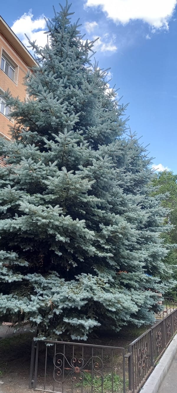 Trees and summer flower beds around Karaganda city