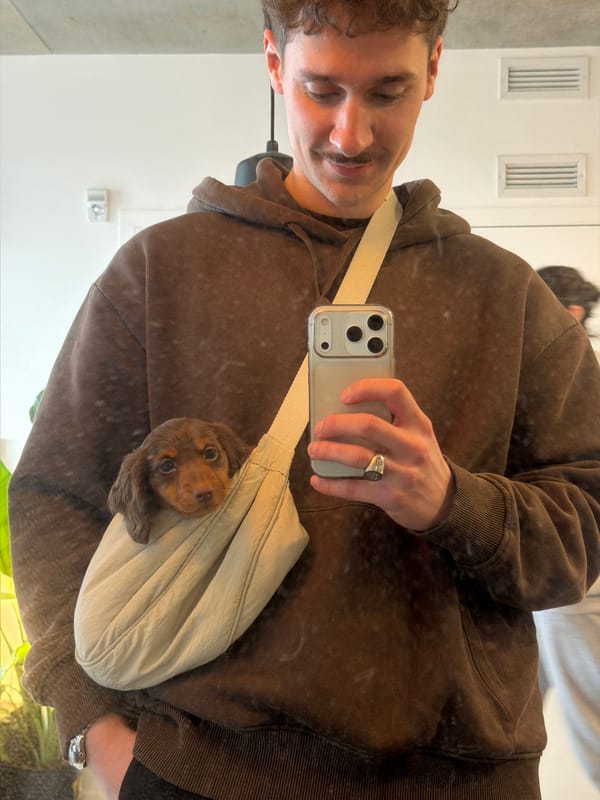 Person documents afternoon with brown puppy in Laval home