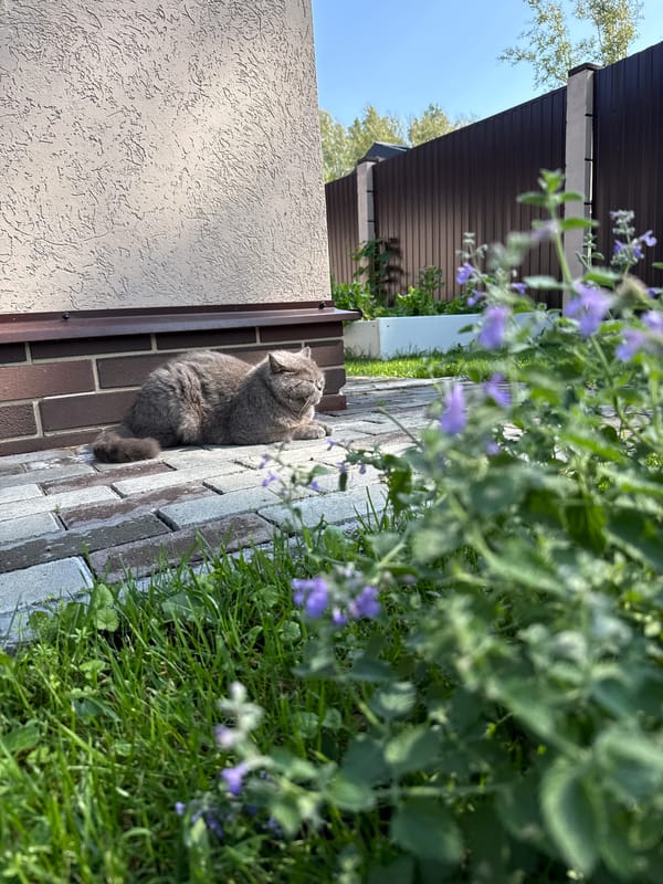 Cat napping in a Russian garden full of summer flowers