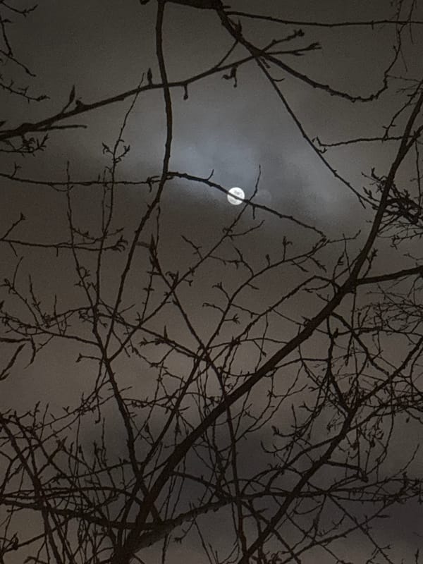 Moon visible through bare branches in Saint Petersburg